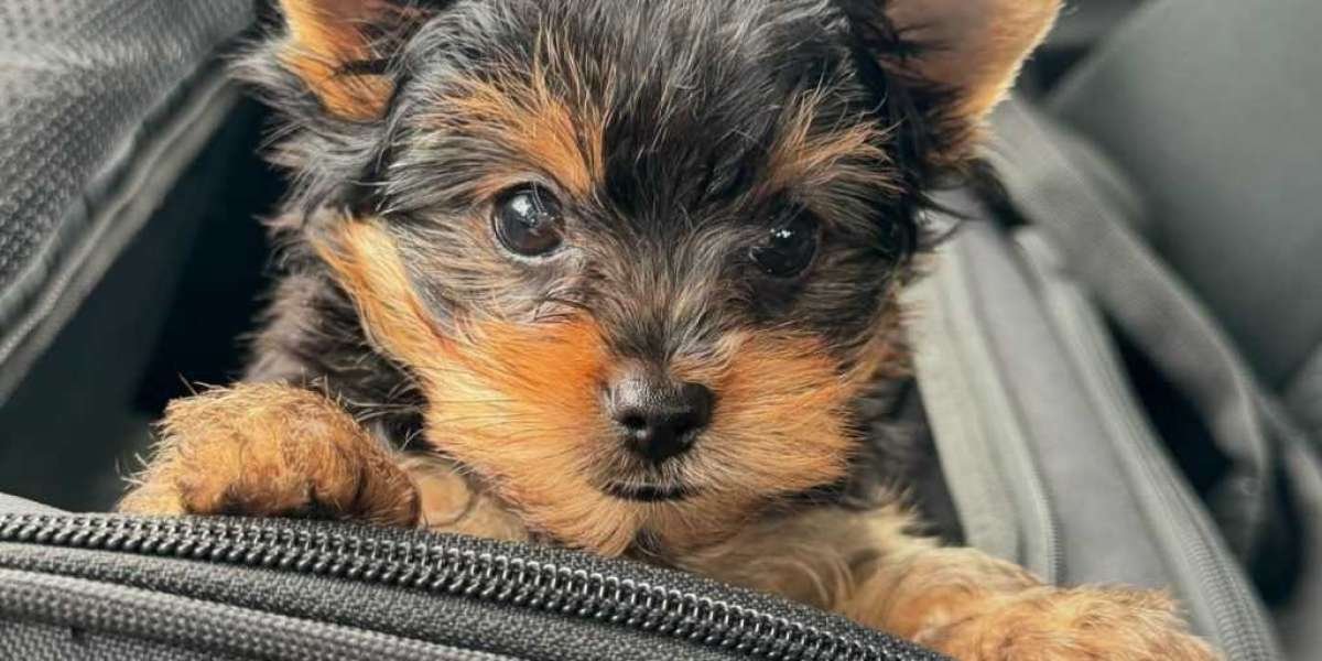 Mini Yorkie Welpen: A Comprehensive Guide for Enthusiasts