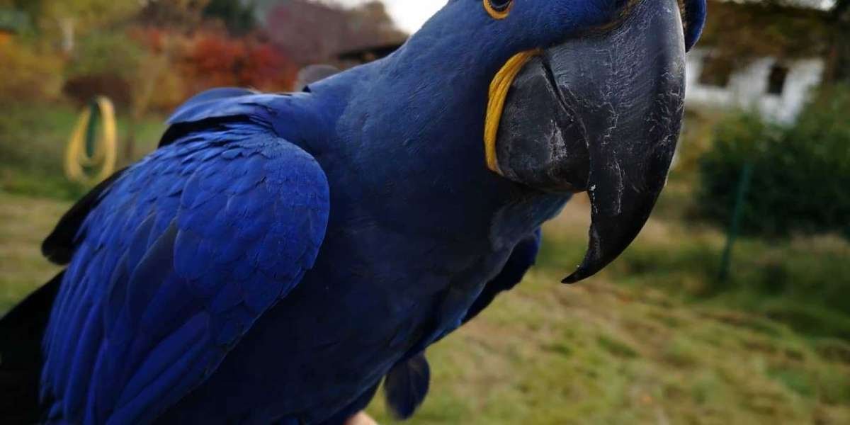 The Vibrant World of Macaw Shop: A Paradise for Feathered Friends